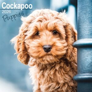 Cockapoo Puppies Calendar 2026