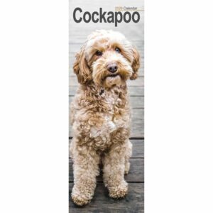 Cockapoo Slim Calendar 2026
