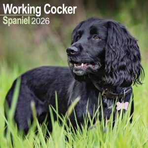Cocker Spaniel