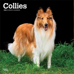 Collies Calendar 2026
