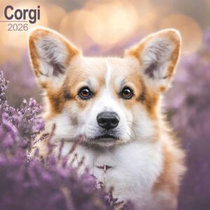 Corgi Calendar 2026