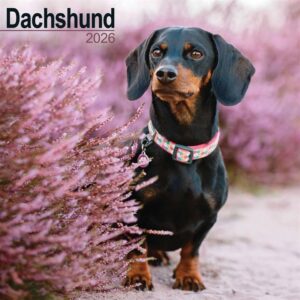 Dachshund Calendar 2026