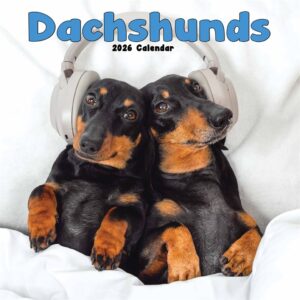 Dachshund Calendar 2026