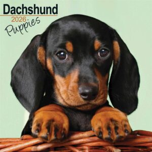 Dachshund Puppies Calendar 2026