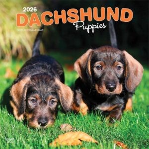Dachshund Puppies Calendar 2026
