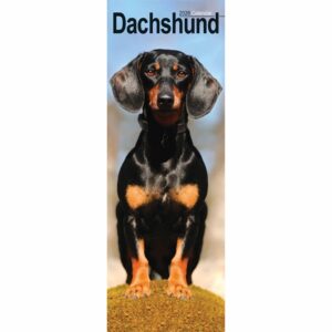 Dachshund Slim Calendar 2026