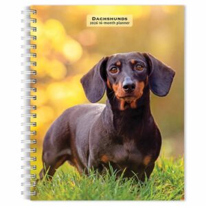 Dachshunds A5 Diary 2026
