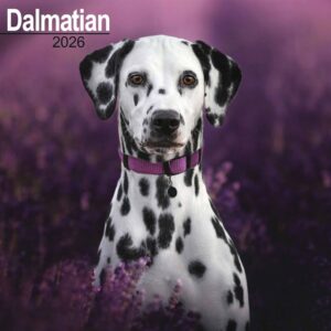 Dalmatian Calendar 2026