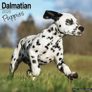 Dalmatian Puppies Calendar 2026