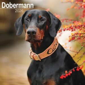 Dobermann Calendar 2026