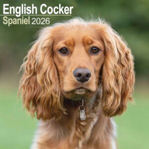 English Cocker Spaniel Calendar 2026