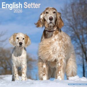 English Setter Calendar 2026