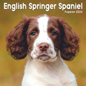 English Springer Spaniel Puppies Mini Calendar 2026