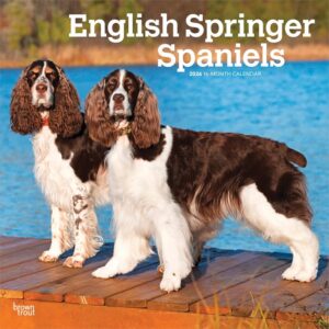 English Springer Spaniels Calendar 2026