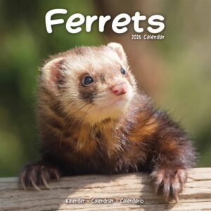 Ferrets Calendar 2026