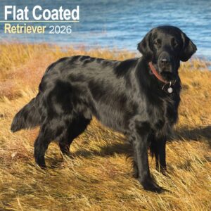 Flat Coated Retriever Calendar 2026