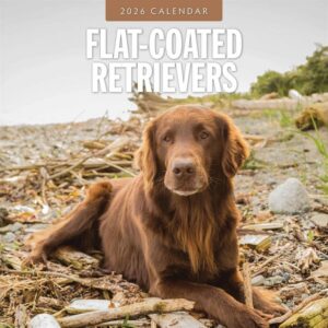 Flat Coated Retrievers Calendar 2026