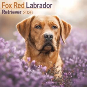 Fox Red Labrador Retriever Calendar 2026