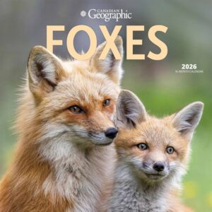 Foxes Calendar 2026