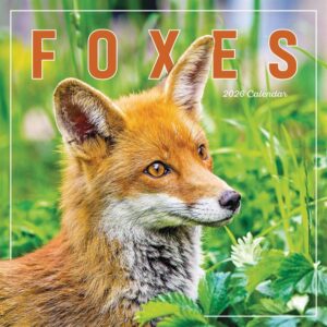 Foxes Calendar 2026