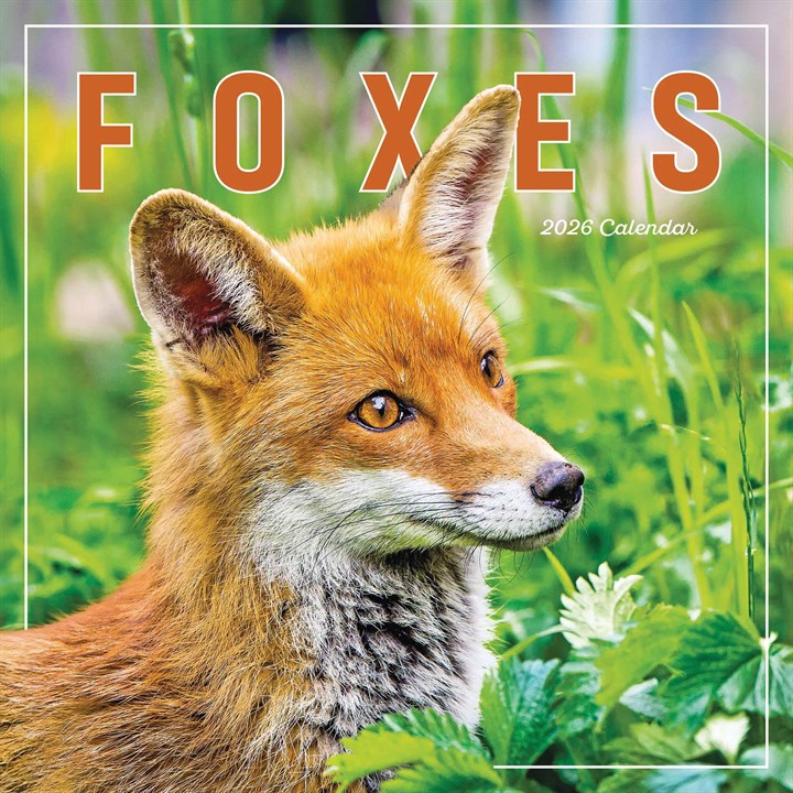 Foxes Calendar 2026