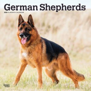 German Shepherds Calendar 2026