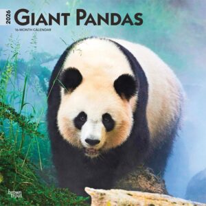 Giant Pandas Calendar 2026