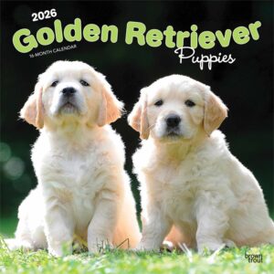 Golden Retriever Puppies Calendar 2026