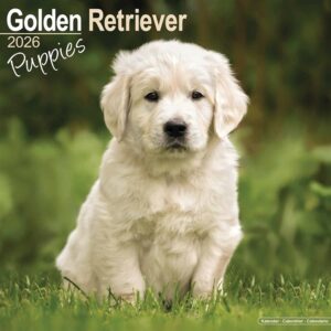 Golden Retriever Puppies Calendar 2026
