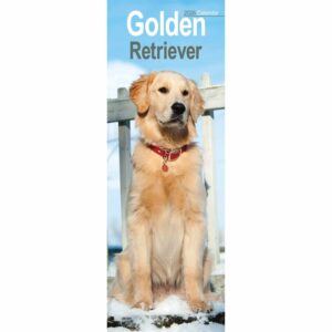 Golden Retriever Slim Calendar 2026