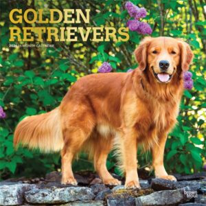 Golden Retrievers Calendar 2026
