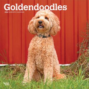 Goldendoodles Calendar 2026