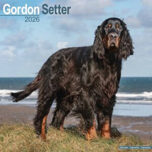 Gordon Setter Calendar 2026