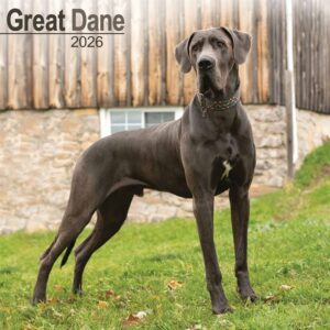 Great Dane Calendar 2026
