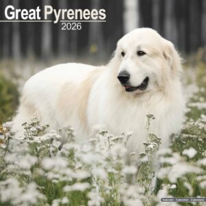 Great Pyrenees Calendar 2026