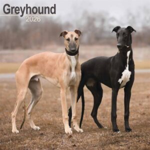 Greyhound Calendar 2026
