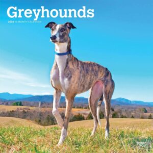 Greyhounds Calendar 2026