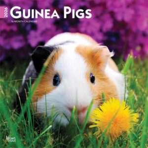 Guinea Pigs Calendar 2026