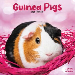 Guinea Pigs Calendar 2026