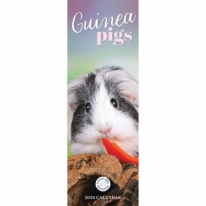 Guinea Pigs Slim Calendar 2026