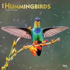 Hummingbirds Calendar 2026