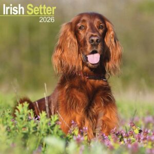 Irish Setter Calendar 2026