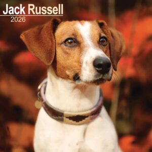 Jack Russell Calendar 2026