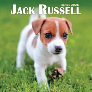 Jack Russell Puppies Mini Calendar 2026