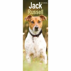 Jack Russell Slim Calendar 2026