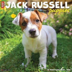 Jack Russell Terrier Puppies Calendar 2026