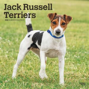 Jack Russell Terriers Calendar 2026