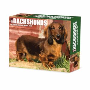 Just Dachshunds Desk Calendar 2026