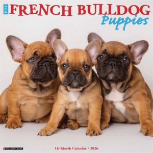 Just French Bulldog Puppies Calendar 2026
