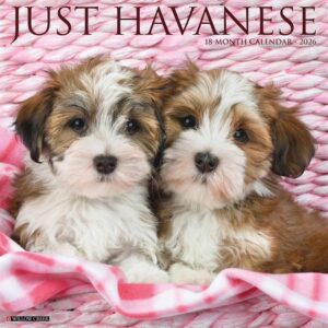Just Havanese Calendar 2026
